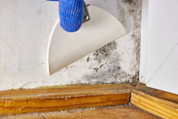 Best Commercial Mold Inspection  in Redland, MD