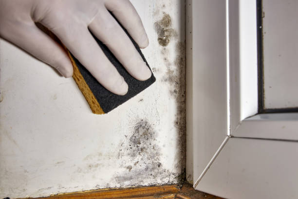 Best Mold Documentation for Insurance Claims  in Redland, MD